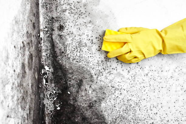 Best Toxic Mold Removal  in Ojus, FL