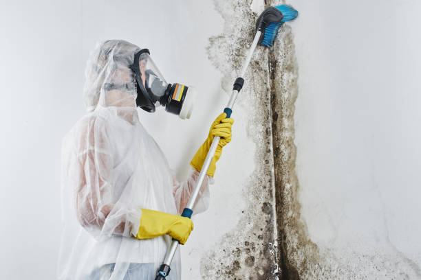 Best Mold Removal and Inspection  in Ojus, FL