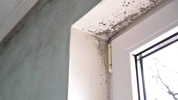 Best Mold Damage Repair  in Ojus, FL