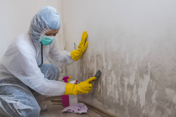 Best Attic Mold Removal  in Ojus, FL