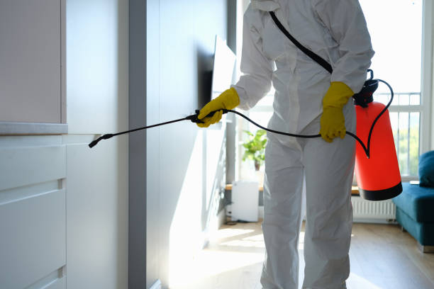 Best Mold Removal Specialists  in Ojus, FL